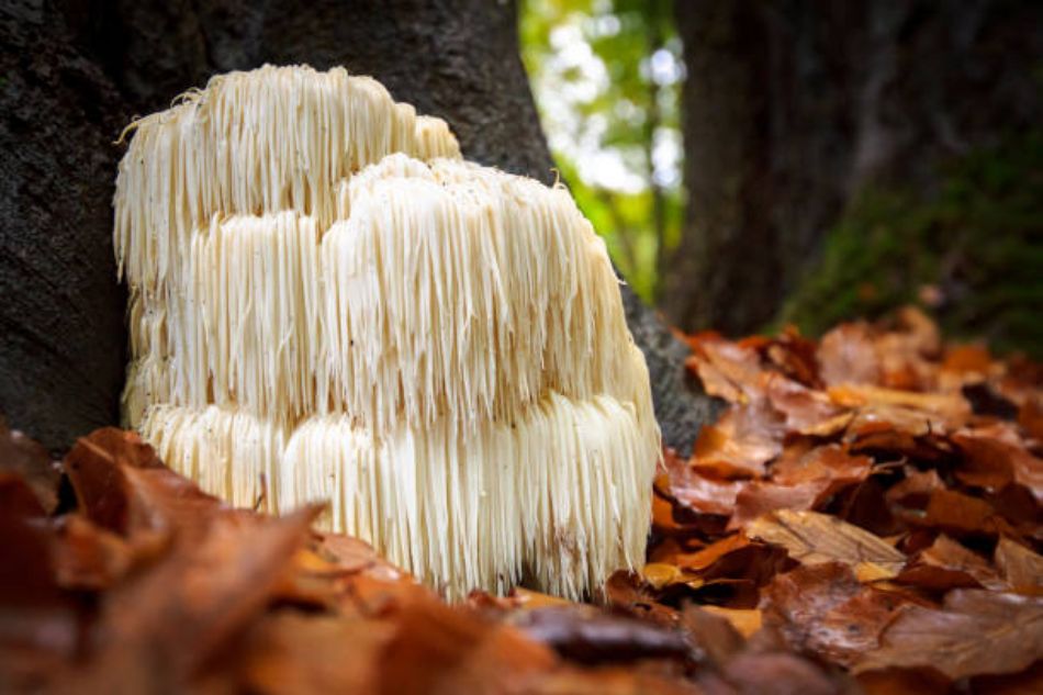 Hericium erinaceus: il fungo dalla Criniera di Leone